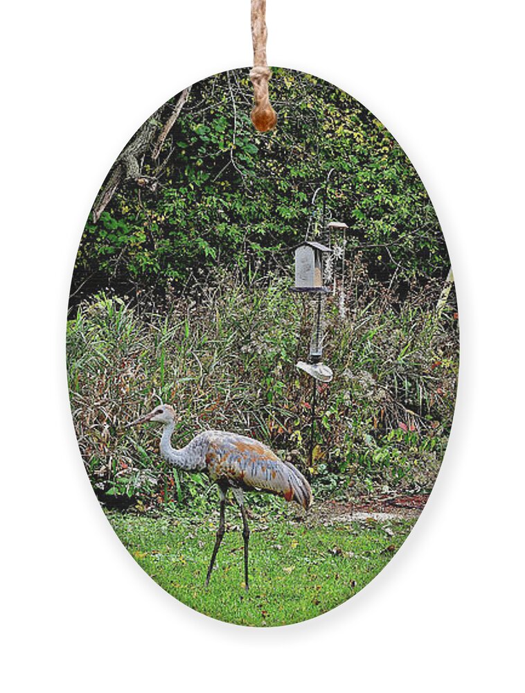 Sandhill Cranes; Backyard; Birds; Ornament featuring the photograph 2021 Fall Sandhill Cranes 4 by Janis Senungetuk