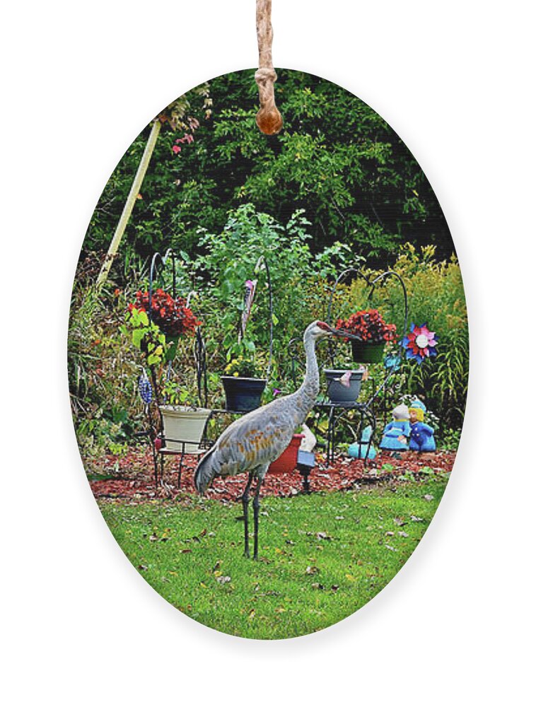 Sandhill Cranes; Birds; Backyard; Ornament featuring the photograph 2021 Fall Sandhill Cranes 5 by Janis Senungetuk