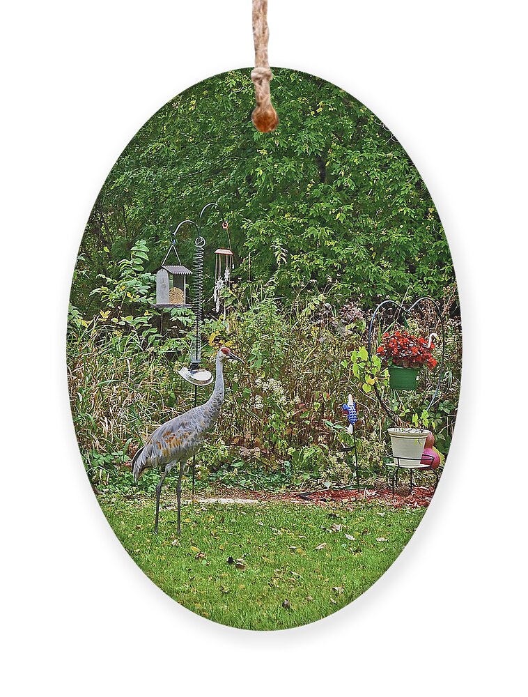 Sandhill Cranes; Backyard; Birds; Ornament featuring the photograph 2021 Fall Sandhill Cranes 7 by Janis Senungetuk