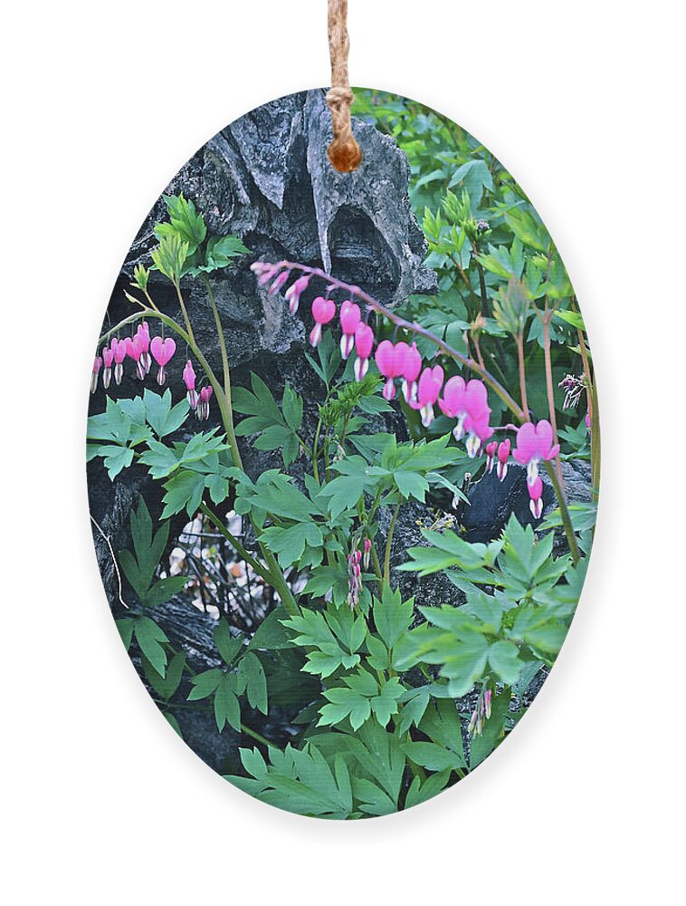 Spring Flowers Ornament featuring the photograph 2021Late April Bleeding Hearts 1 by Janis Senungetuk