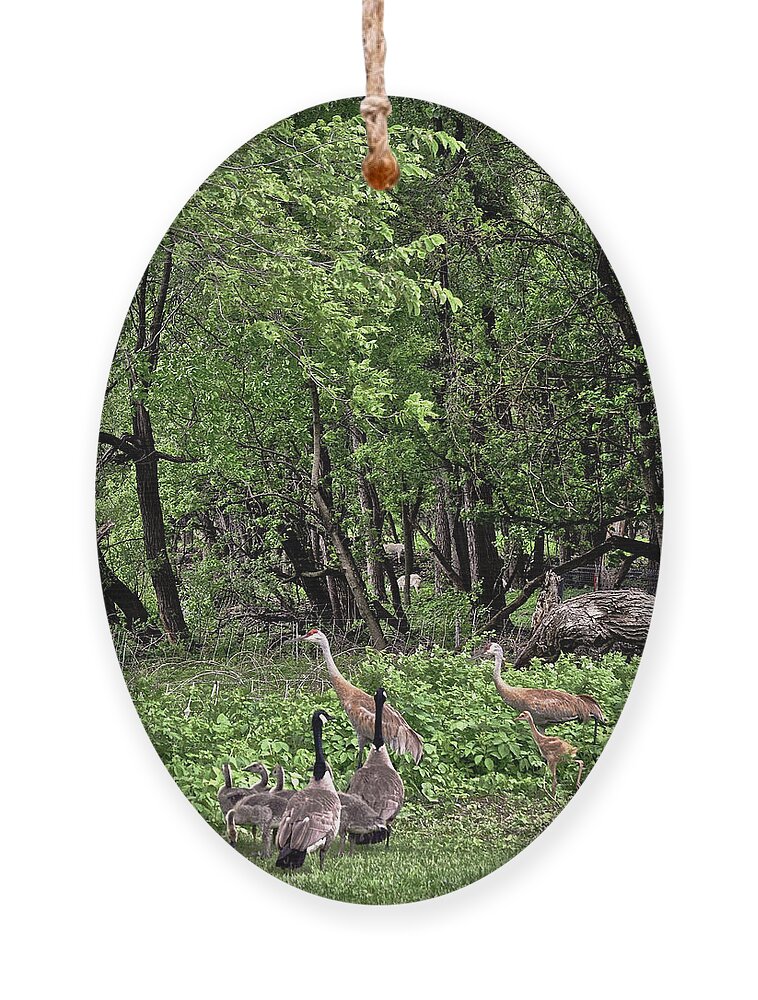 Sandhill Cranes Ornament featuring the photograph 2022 Busy Afternoon at the Basin by Janis Senungetuk