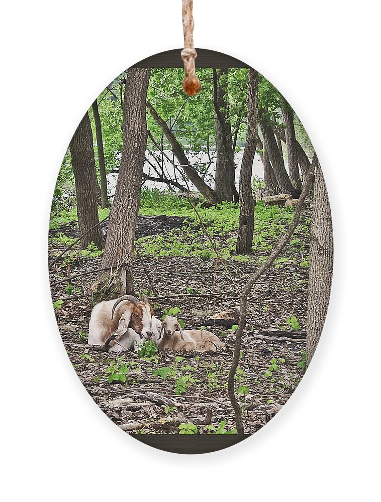 Goats Ornament featuring the photograph 2022 Visiting Goats Mom with Kids by Janis Senungetuk