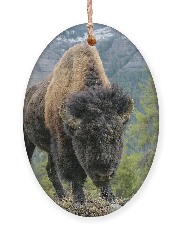 Yellowstone Ornament featuring the photograph Bison #3 by Patrick Nowotny