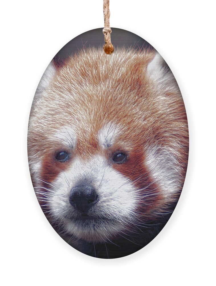 Red Ornament featuring the photograph Red Panda by Chris Boulton