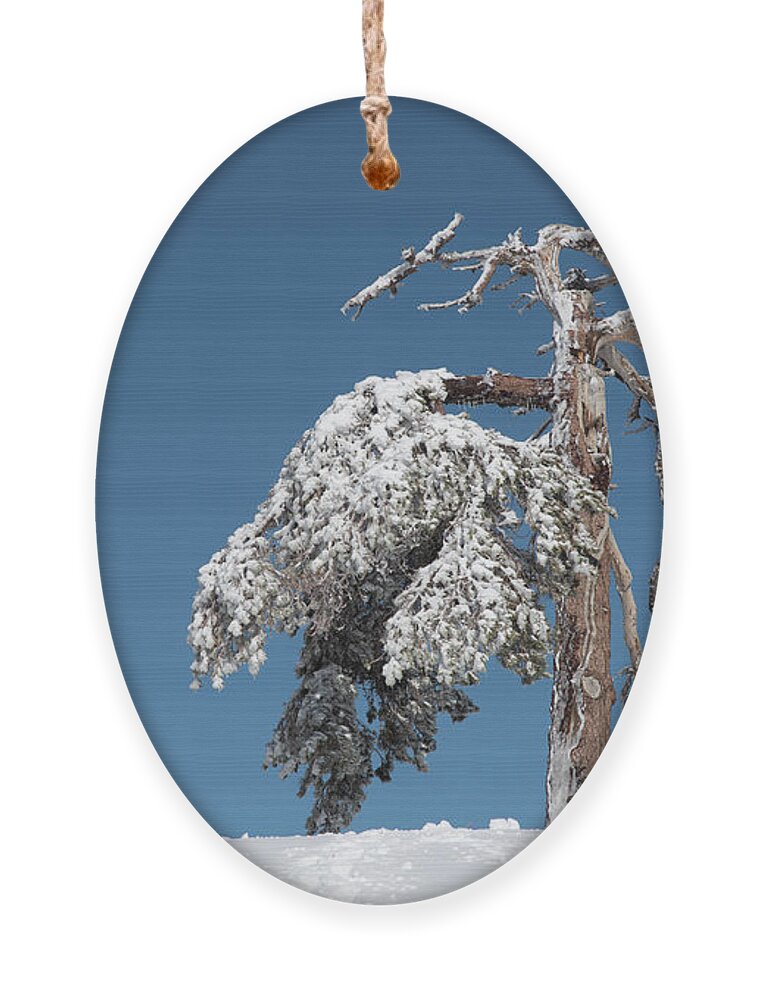 Single Tree Ornament featuring the photograph Winter landscape in snowy mountains. frozen snowy lonely fir trees against blue sky. #3 by Michalakis Ppalis