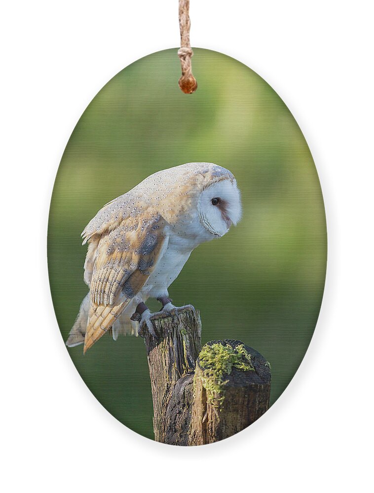 Barn Owl Ornament featuring the photograph Barn Owl by Anita Nicholson