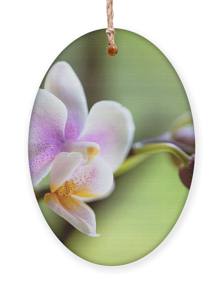 Background Ornament featuring the photograph Purple Orchid Flower #4 by Raul Rodriguez
