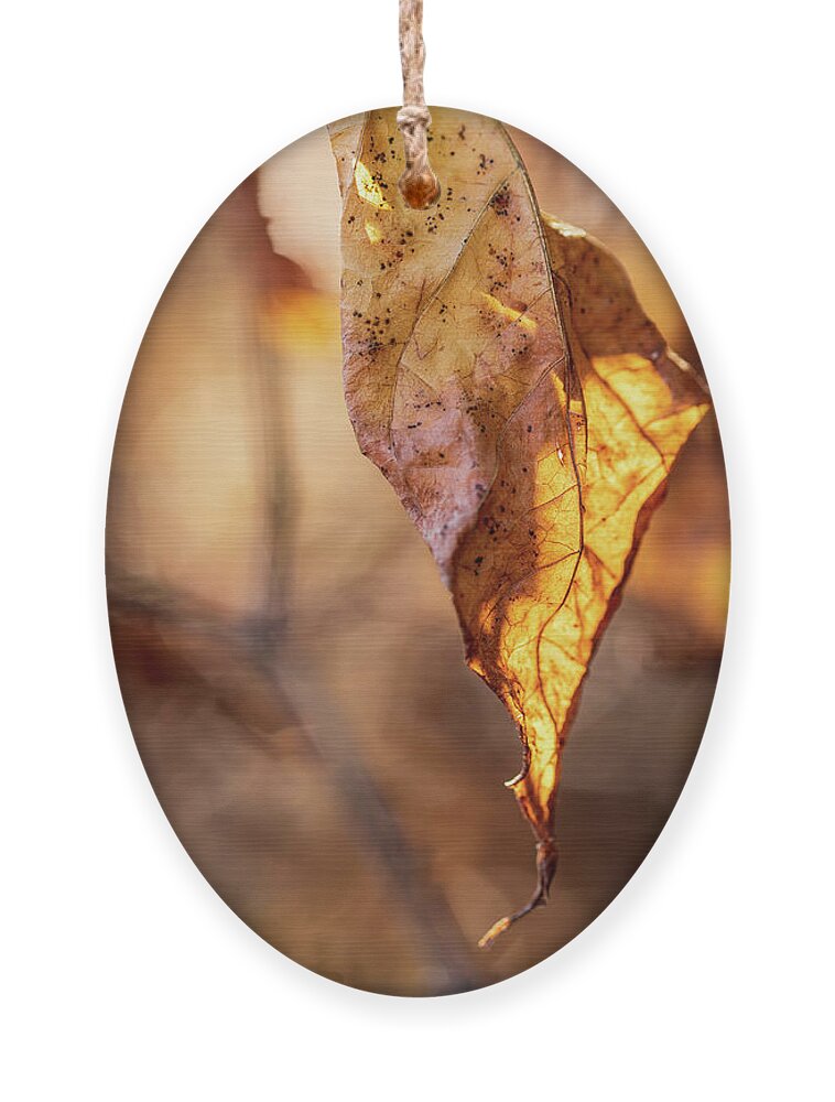 Landscape Ornament featuring the photograph Nature Photography - Fall Leaves #8 by Amelia Pearn