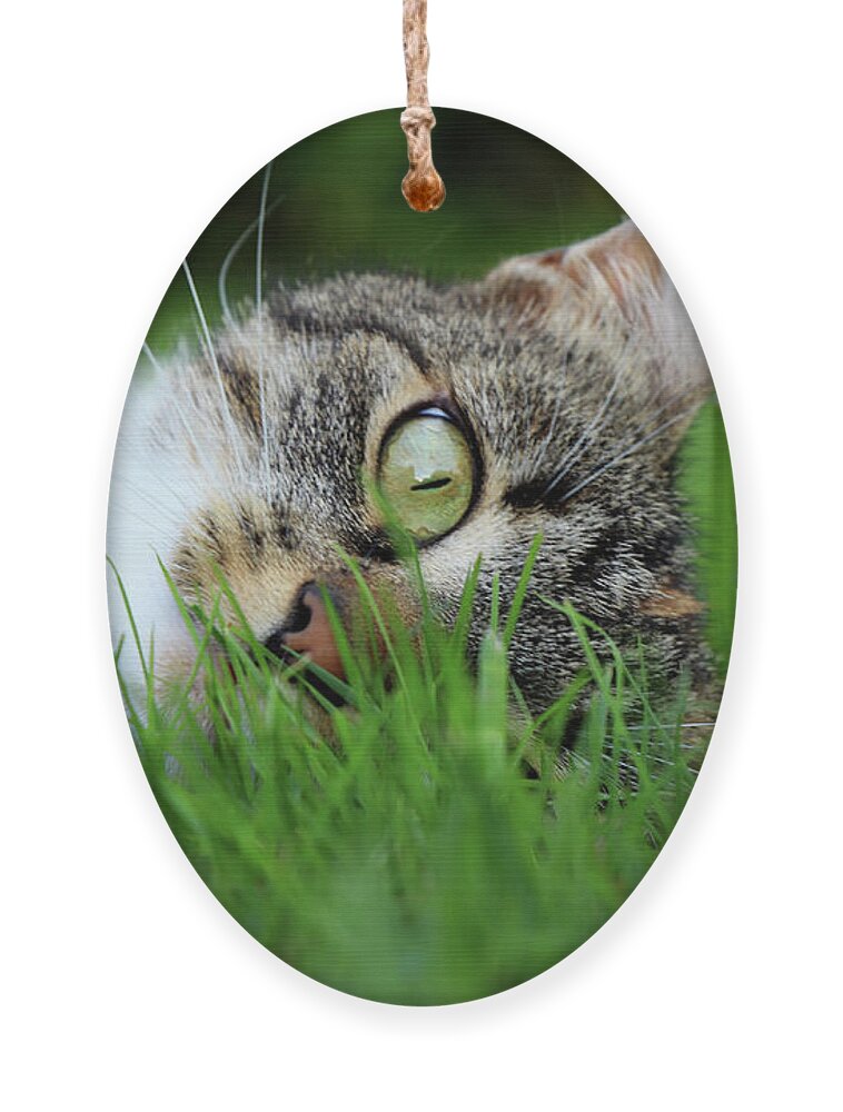 Domestic Cat Ornament featuring the photograph Gaze of a domestic cat by Vaclav Sonnek