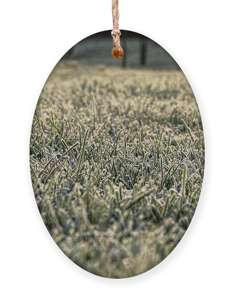Environment Ornament featuring the photograph Frozen green grass by Vaclav Sonnek