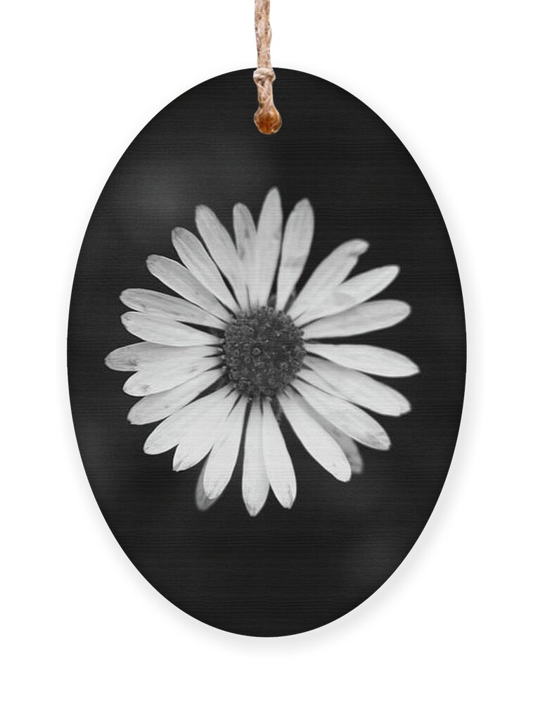 Bellis Perennis Ornament featuring the photograph Black and white bloom of bellis perennis by Vaclav Sonnek
