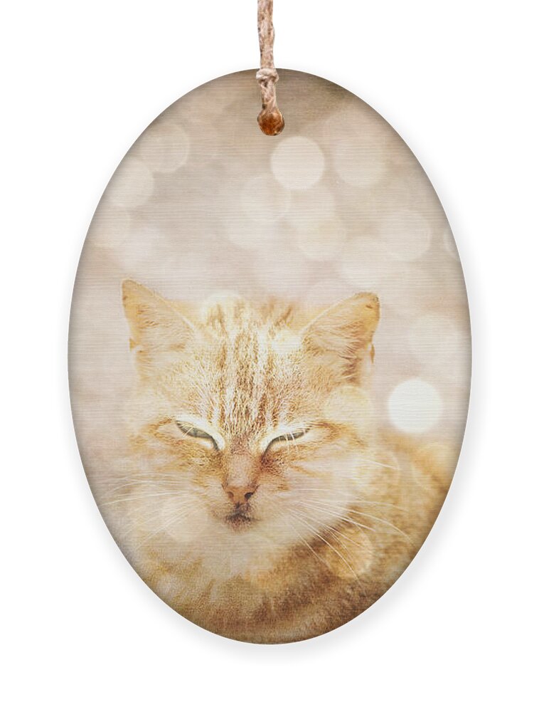 Cat Ornament featuring the photograph A cat dream by Yasmina Baggili