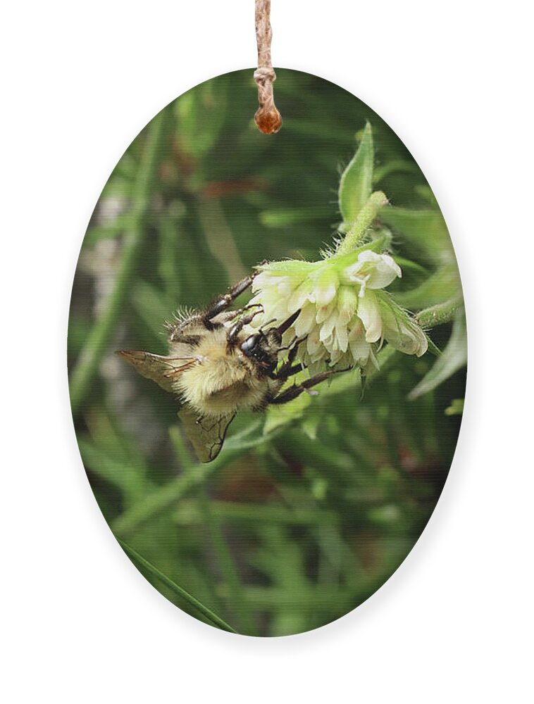 Common Carder Bee Ornament featuring the photograph A common carder bee sitting and eat pollen from bloom in Slovakia grassland by Vaclav Sonnek