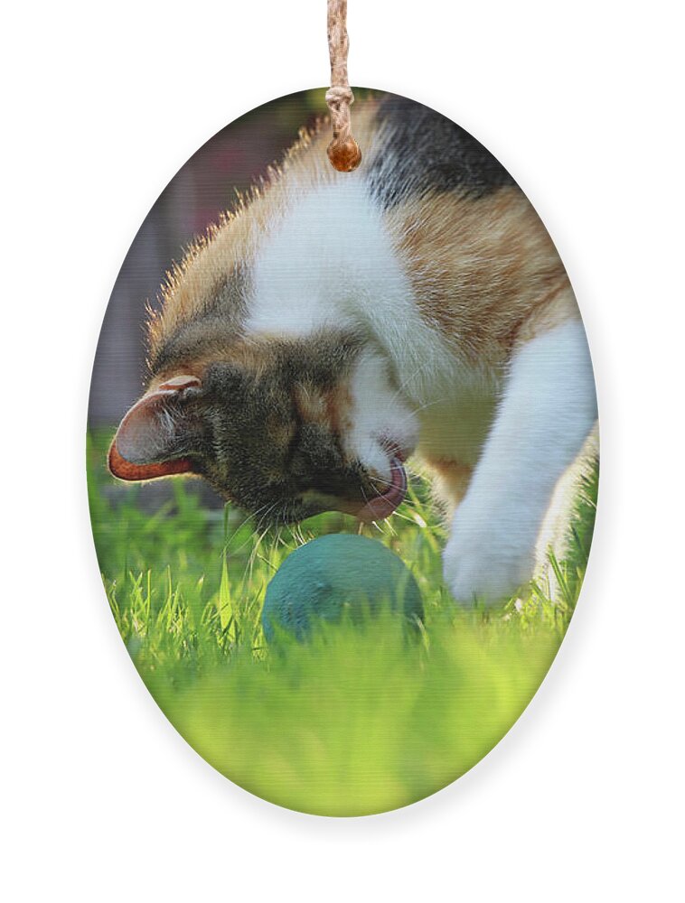 Golden Hour Ornament featuring the photograph A domestic cat, felis silvestris catus, playing with small blue ball on garden by Vaclav Sonnek
