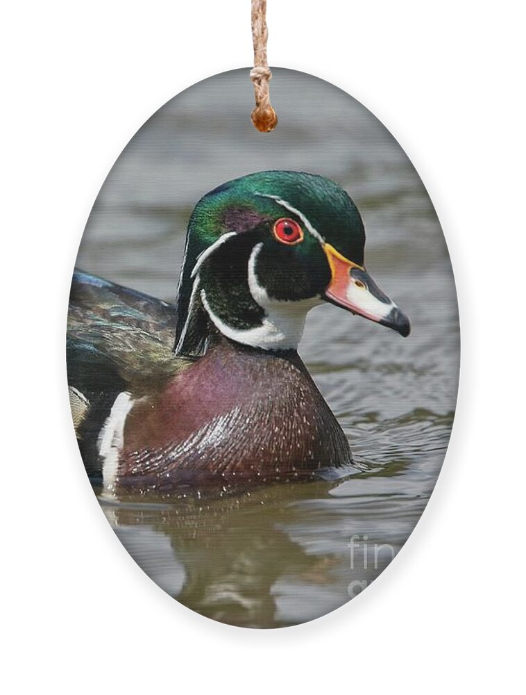 Wood Duck Ornament featuring the photograph A drake Wood Duck by Tony Mills