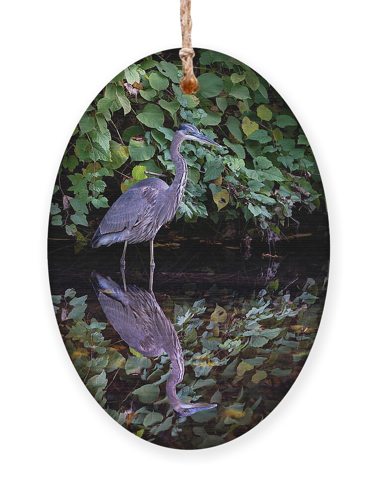 Bronx River Ornament featuring the photograph A Great Blue Heron and Its reflection in the Bronx River by Kevin Suttlehan