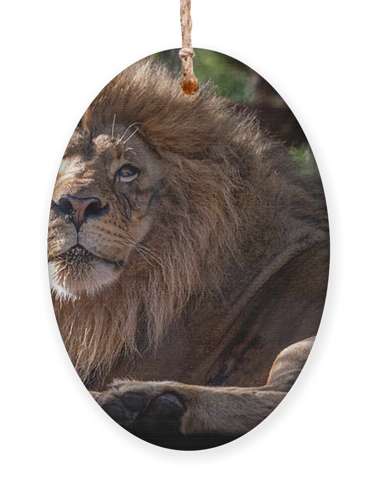 David Levin Photography Ornament featuring the photograph A Lounging Lion by David Levin