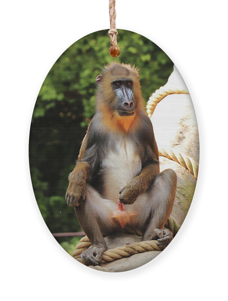 Mandrill Ornament featuring the photograph Mandrillus sphinx sitting on the trunk by Vaclav Sonnek