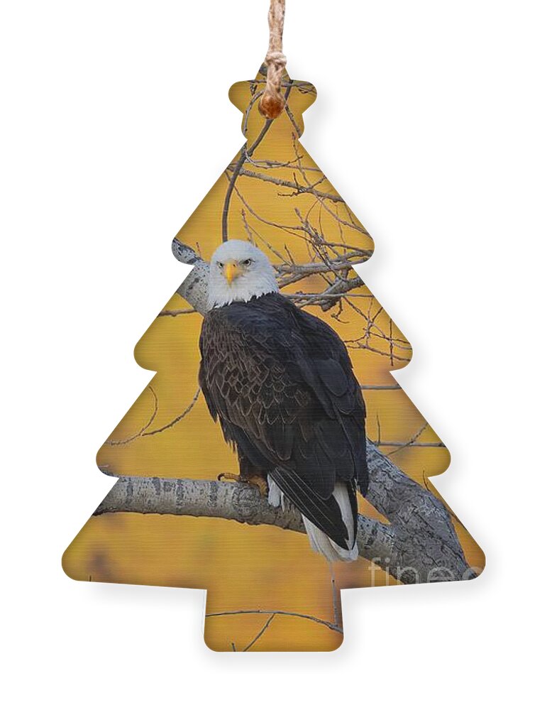Eagle Ornament featuring the photograph A Morning with an Eagle by Ronda Kimbrow