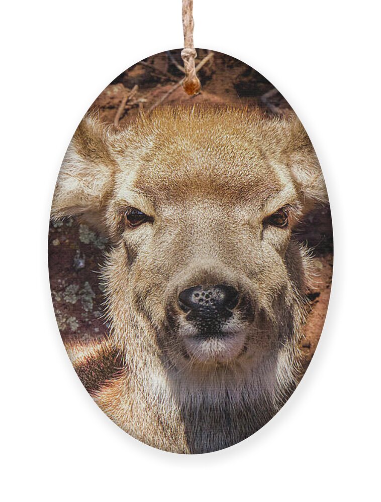 Deer Ornament featuring the photograph A Mule Deer by Laura Putman