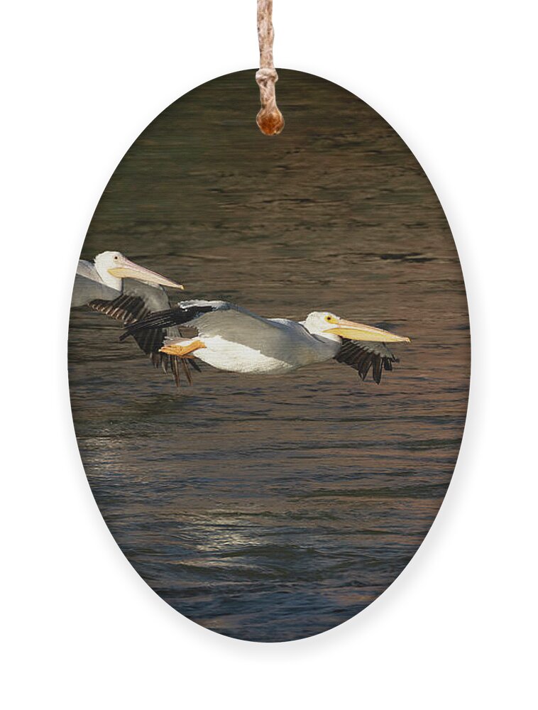 American White Pelicans Ornament featuring the photograph A Pair Of Soaring Pelicans 2016 by Thomas Young