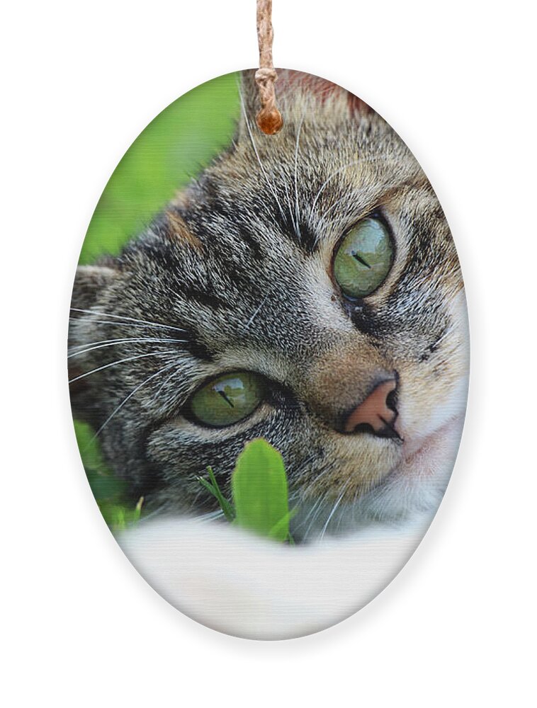 Golden Hour Ornament featuring the photograph A part of body of domestic cat lying in grass and looking on camera in right moment by Vaclav Sonnek