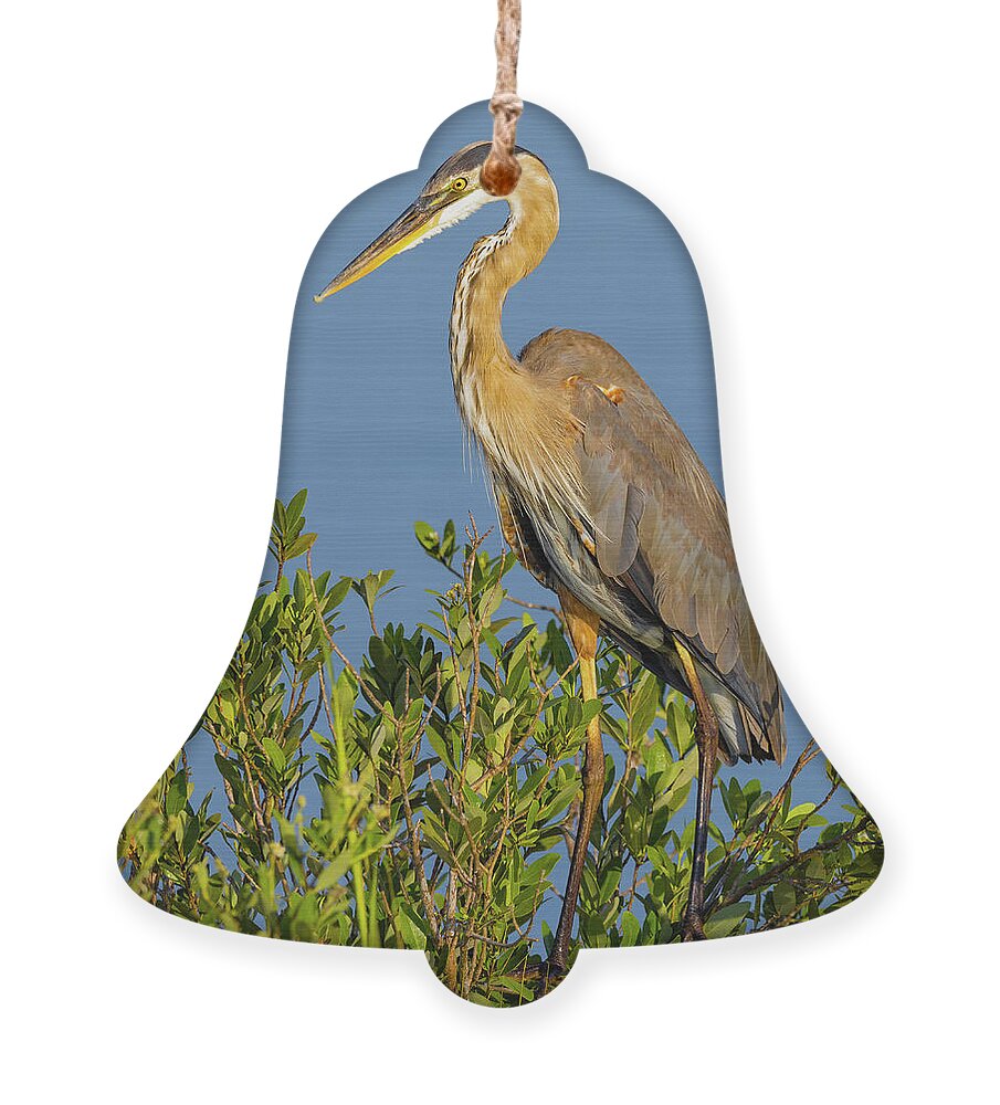R5-2653 Ornament featuring the photograph A Proud Heron by Gordon Elwell