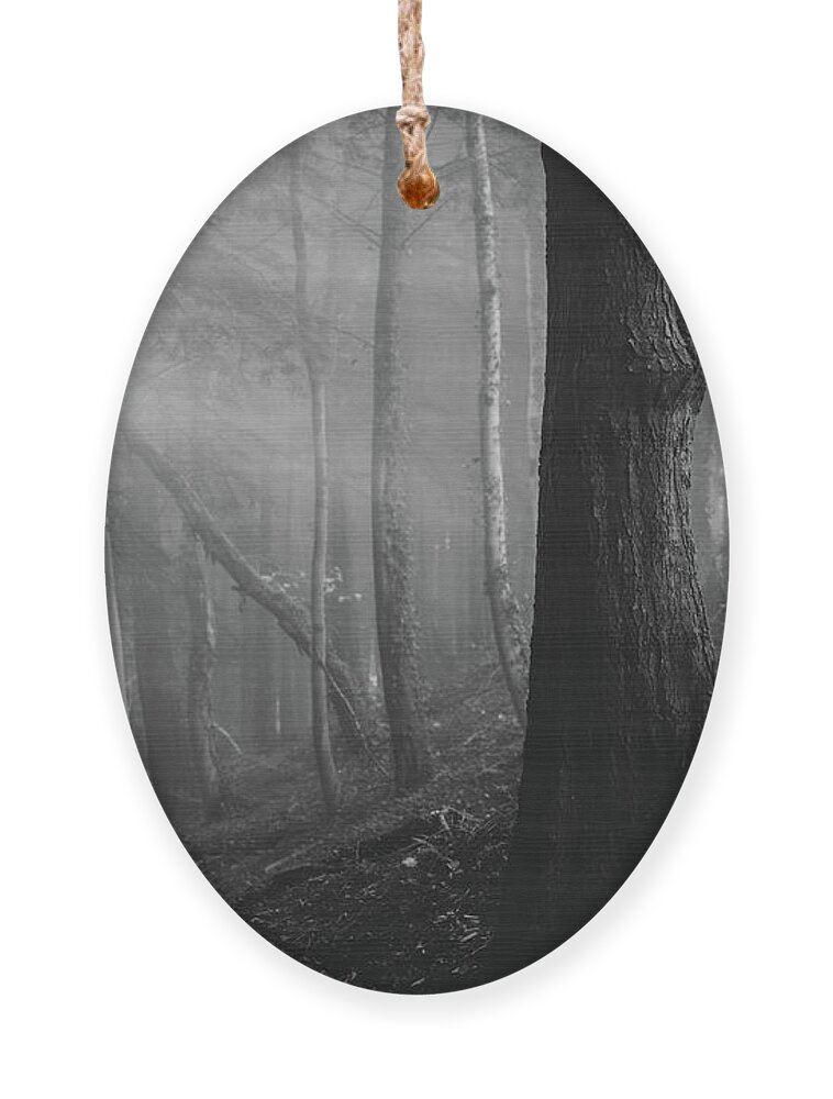 Forest Ornament featuring the photograph A ray of light by Gavin Lewis