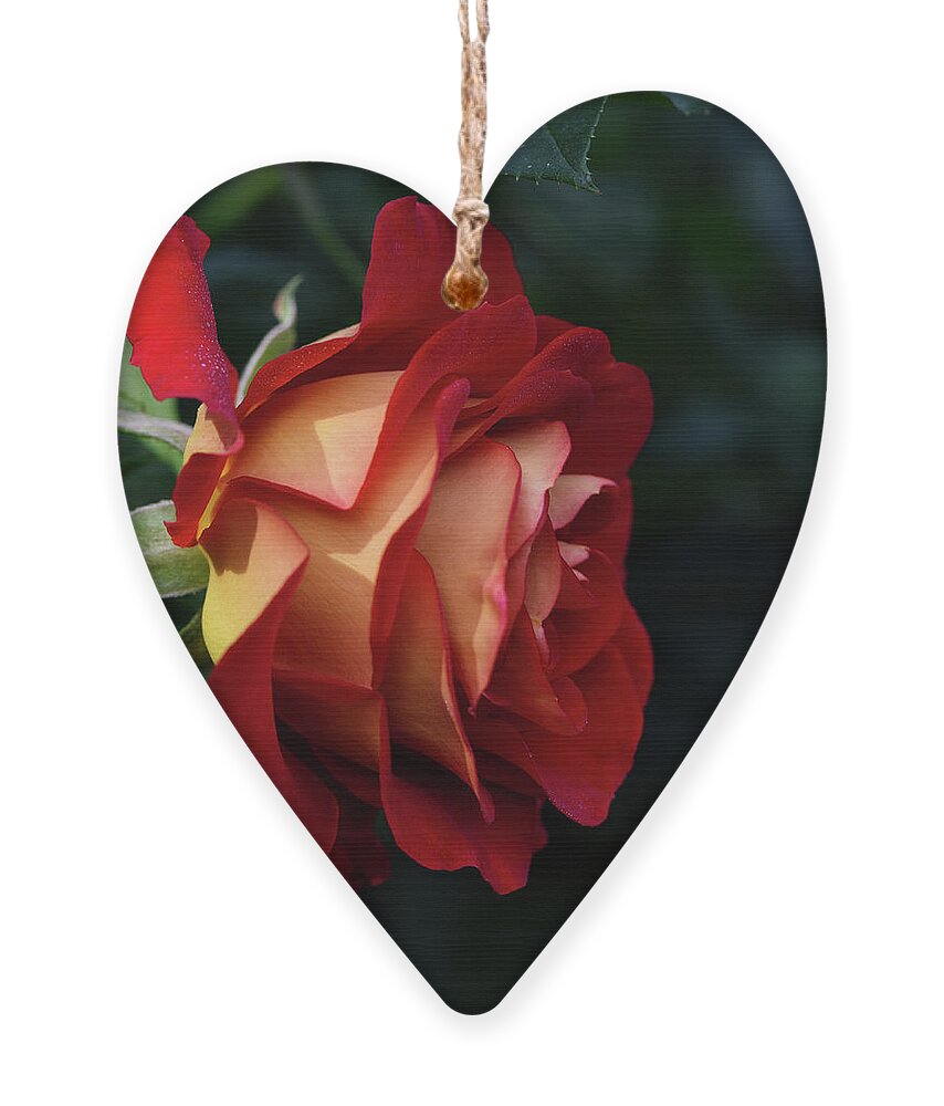 Rose Petal Ornament featuring the photograph A single elegant orange and red rose by Abigail Diane Photography