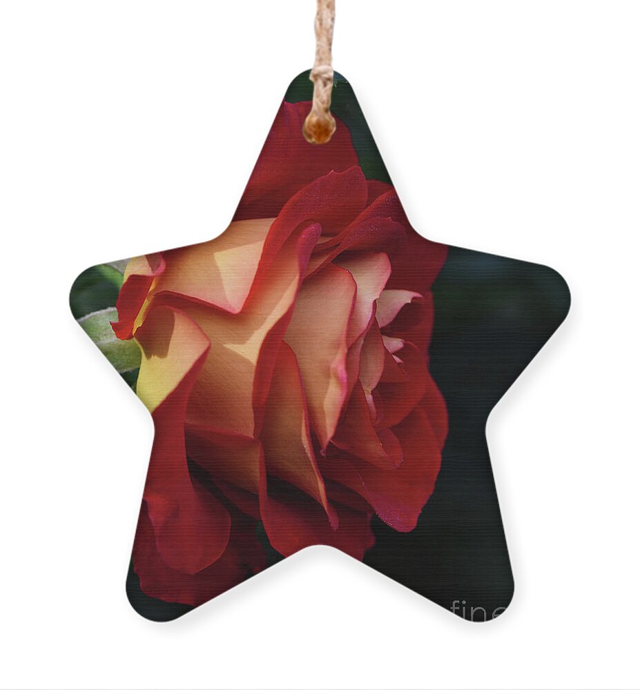 Rose Petal Ornament featuring the photograph A single elegant orange and red rose by Abigail Diane Photography