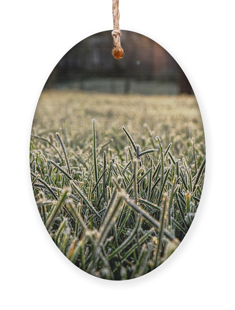 Environment Ornament featuring the photograph Stem of grass are covering snow. by Vaclav Sonnek
