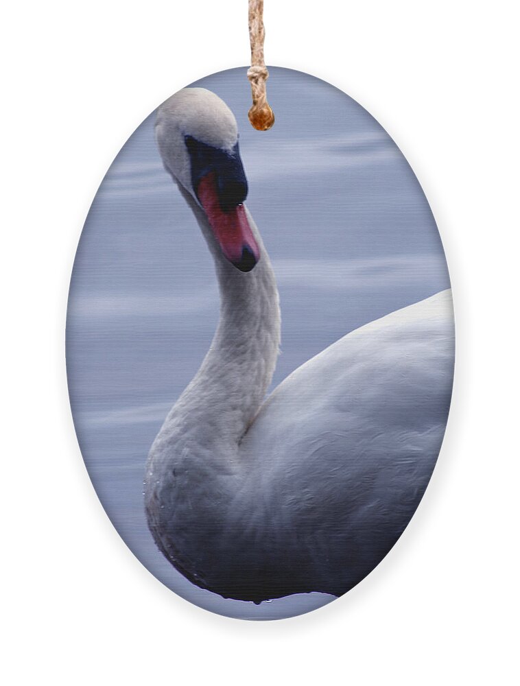 Bird Ornament featuring the photograph A Swan by Jim Feldman