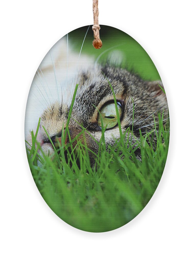 Domestic Cat Ornament featuring the photograph Tabby kitten lying in grass by Vaclav Sonnek