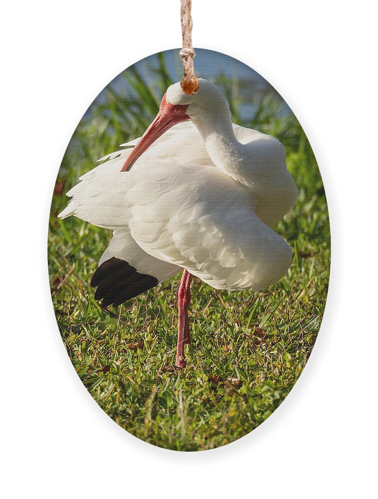 Ibis Ornament featuring the photograph A White Ibis Grooming, Taylor Park Florida by L Bosco