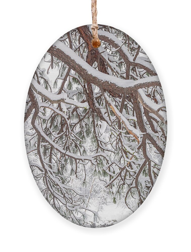 Yosemite National Park Ornament featuring the photograph A Winter Scene 3 by Jonathan Nguyen