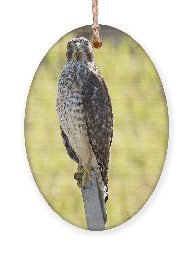 Hawk Ornament featuring the photograph A Young Cooper's Hawk by L Bosco