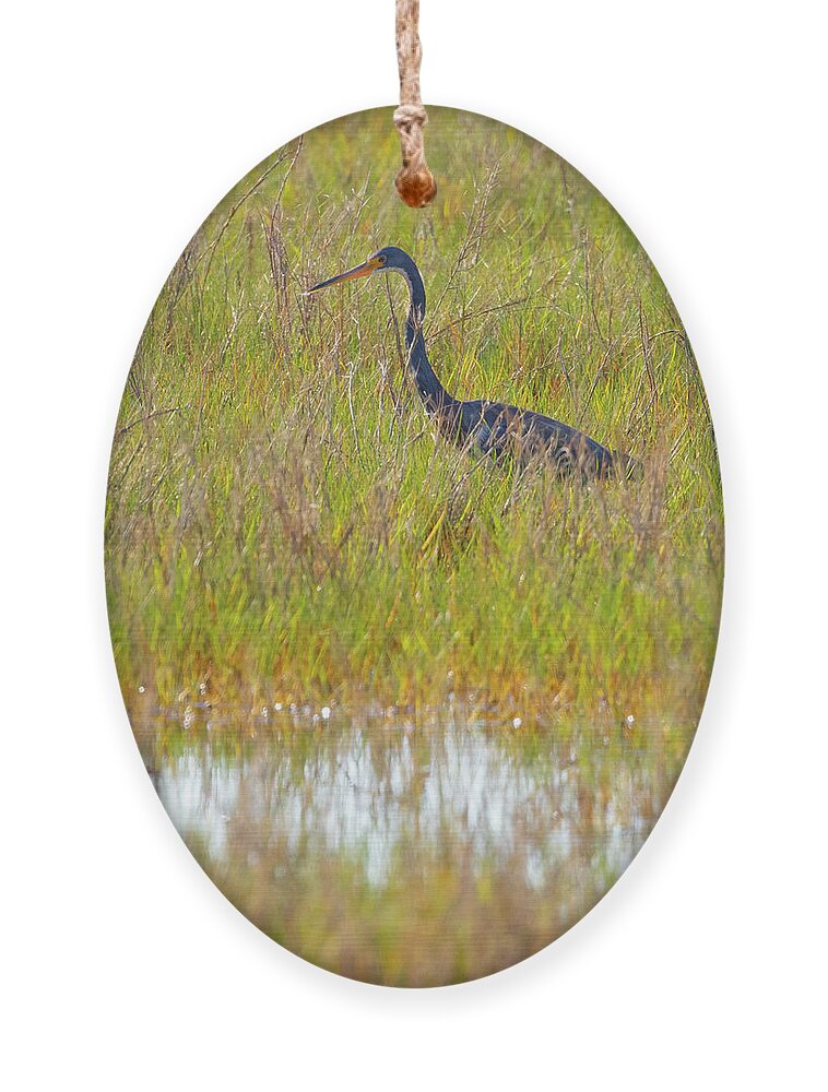 R5-2669 Ornament featuring the photograph A Youngster out in the Grasslands by Gordon Elwell