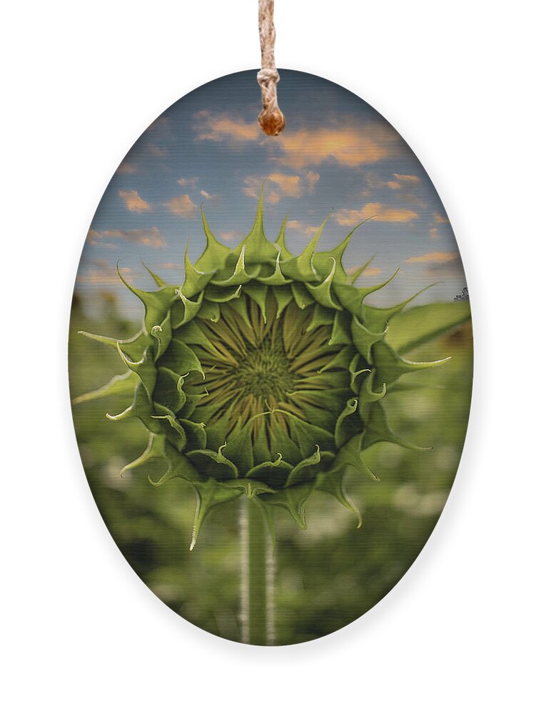 Sunflower Ornament featuring the photograph About To Pop Out by Rick Nelson