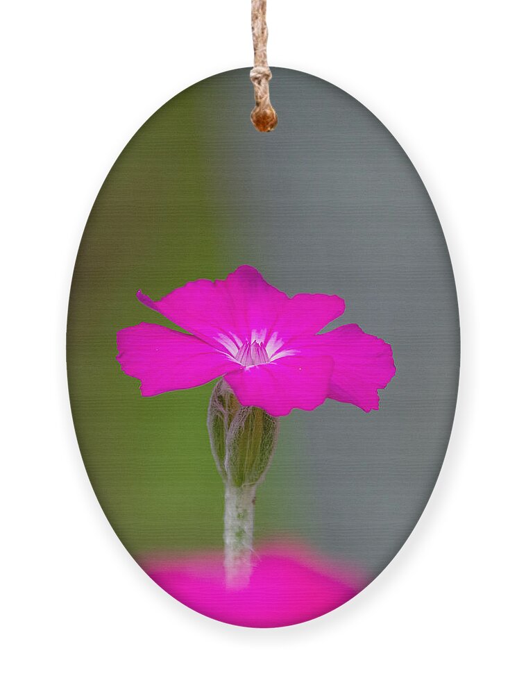 Flower Ornament featuring the photograph Above the Pink Cloud by Linda Bonaccorsi