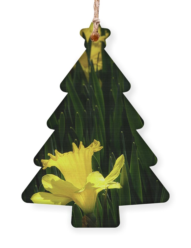 Blossom Trees Ornament featuring the photograph Ascending Spring by Marilyn Cornwell