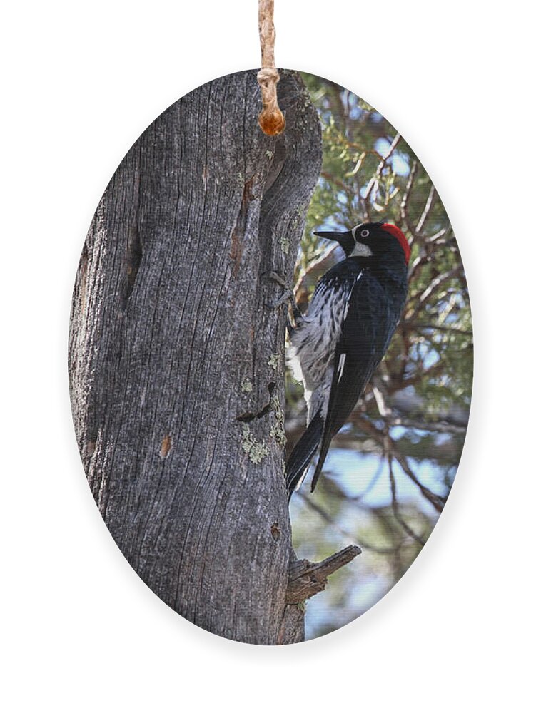 Acorn Woodpecker Ornament featuring the photograph Acorn Woodpecker III by Robert Harris