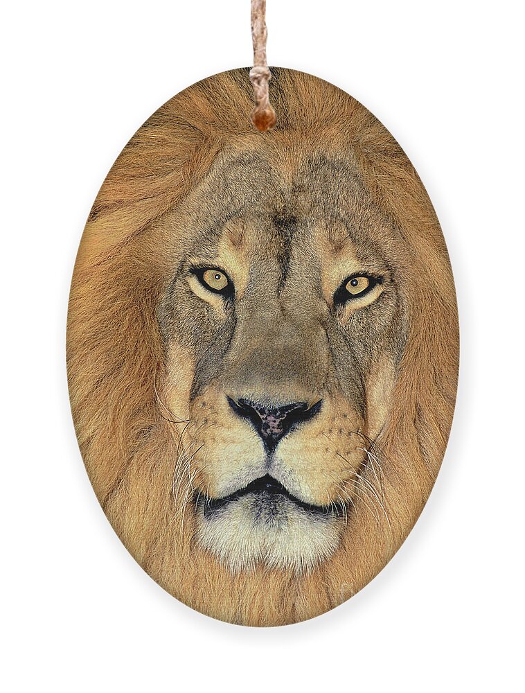 African Lion Ornament featuring the photograph African Lion Portrait Wildlife Rescue by Dave Welling