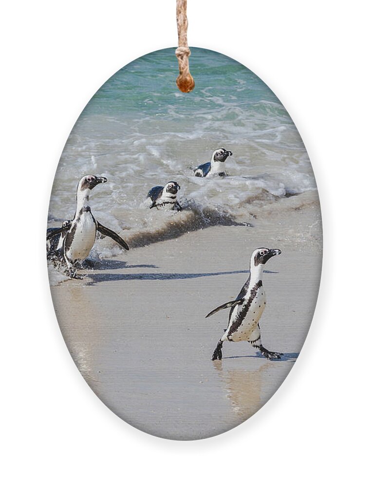 African Penguin Ornament featuring the photograph African Penguins by Elvira Peretsman