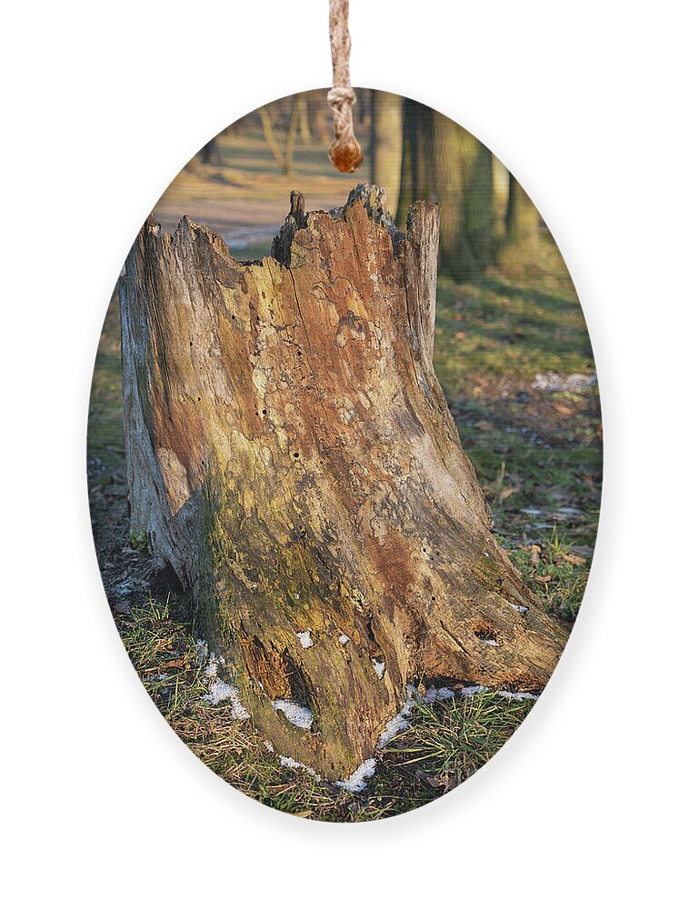 Tree Ornament featuring the photograph Ageing Wood and Evening Light 1 by Adriana Mueller