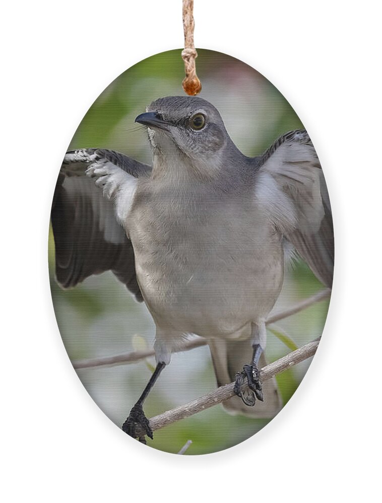 Northern Mockingbird Ornament featuring the photograph Aggressive by RD Allen