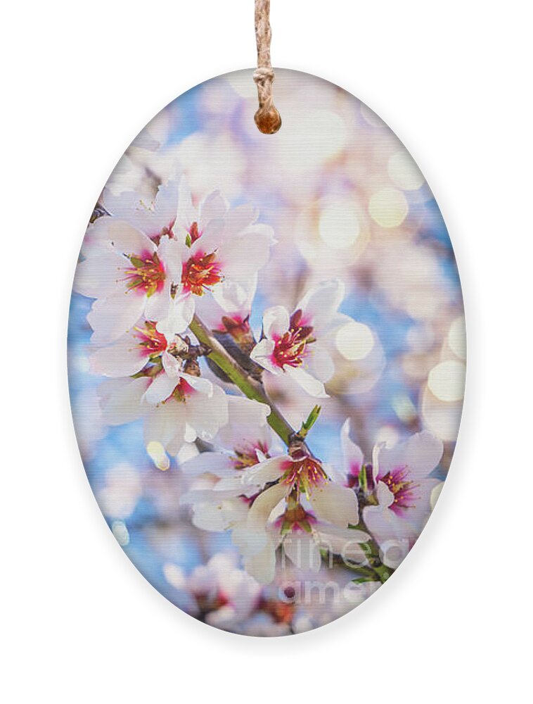 Tu Bishvat Ornament featuring the photograph Almond Bloom by Anastasy Yarmolovich