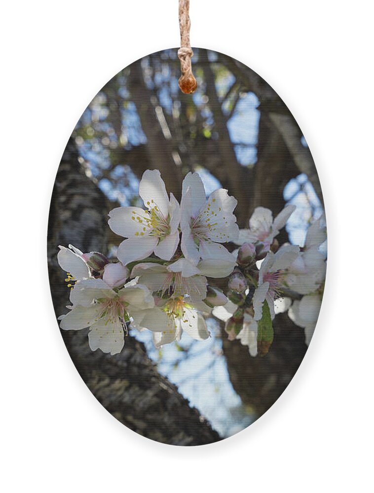 Almond Blossom Ornament featuring the photograph White flowers in the penumbra of the almond tree by Adriana Mueller