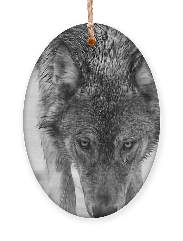Wolf Ornament featuring the photograph Alpha by Carolyn Mickulas
