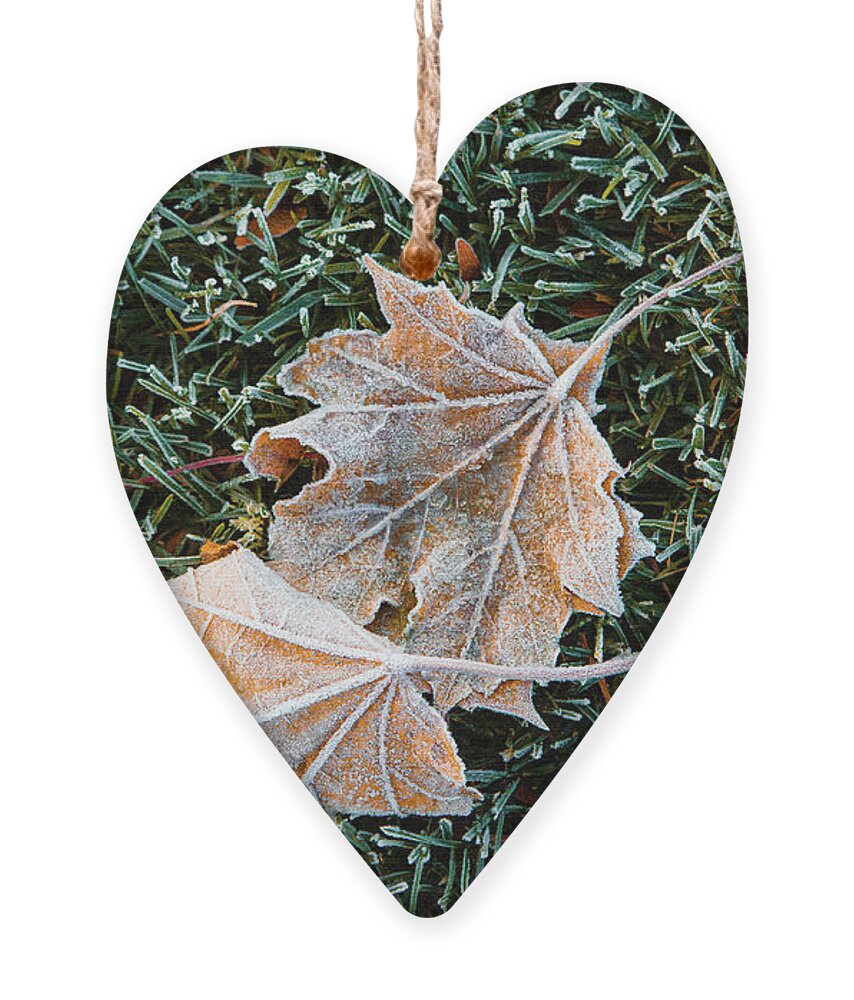 Frost Ornament featuring the photograph Always Together by Marilyn Cornwell