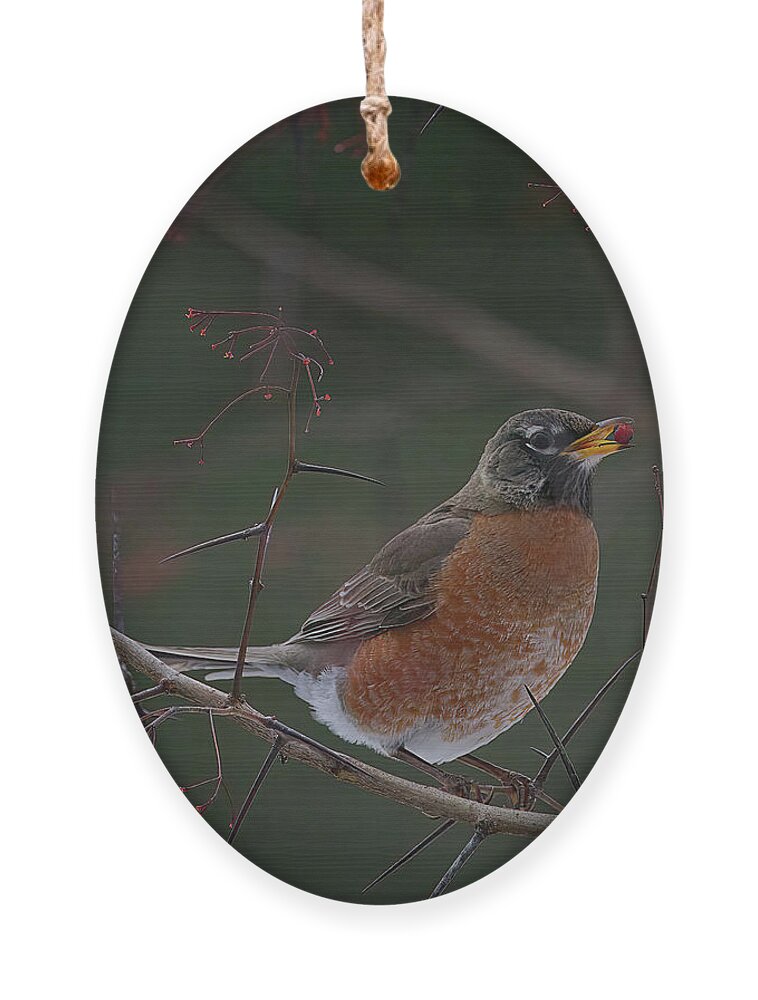 Robin Ornament featuring the photograph Amerian Robin with a Berry by Flinn Hackett